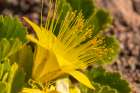 USA, Texas, Big Bend National Park. Rock nettle flower. Art Print